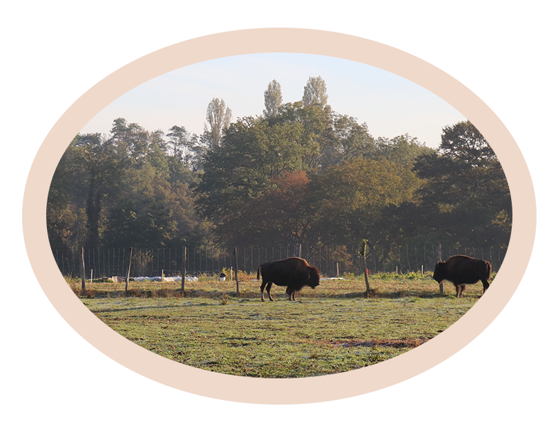 Framed Landscape Image of Bisons in field